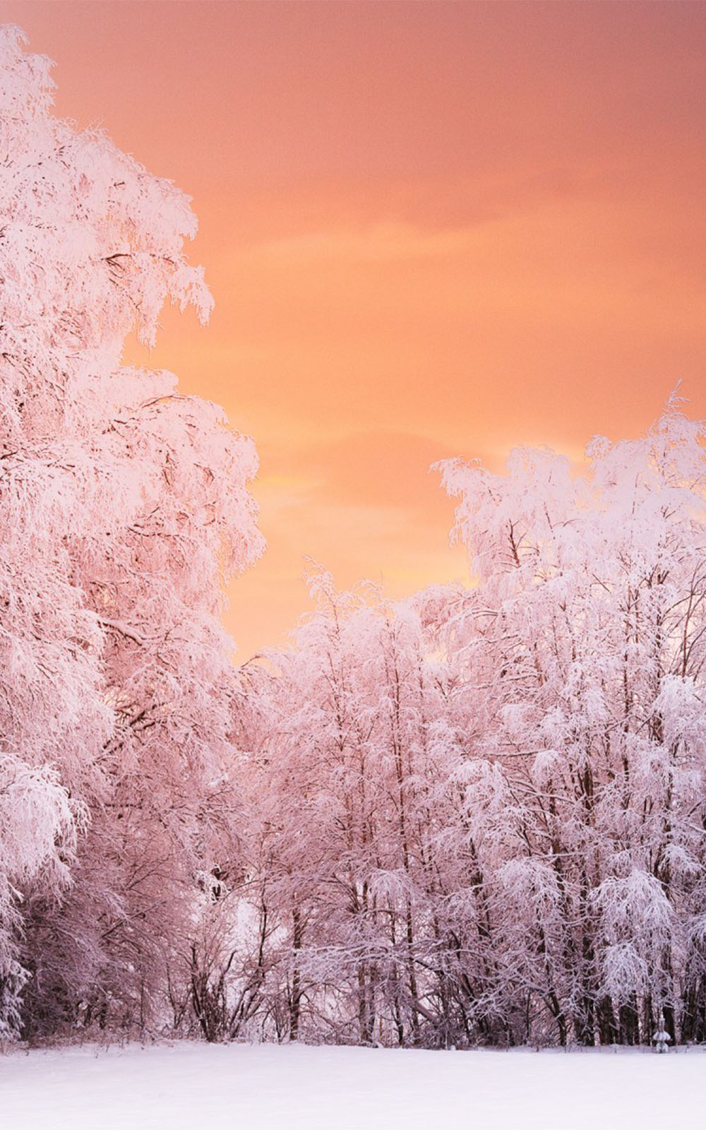 Heavenly Winter Forest Sunset Free HD Mobile Wallpaper