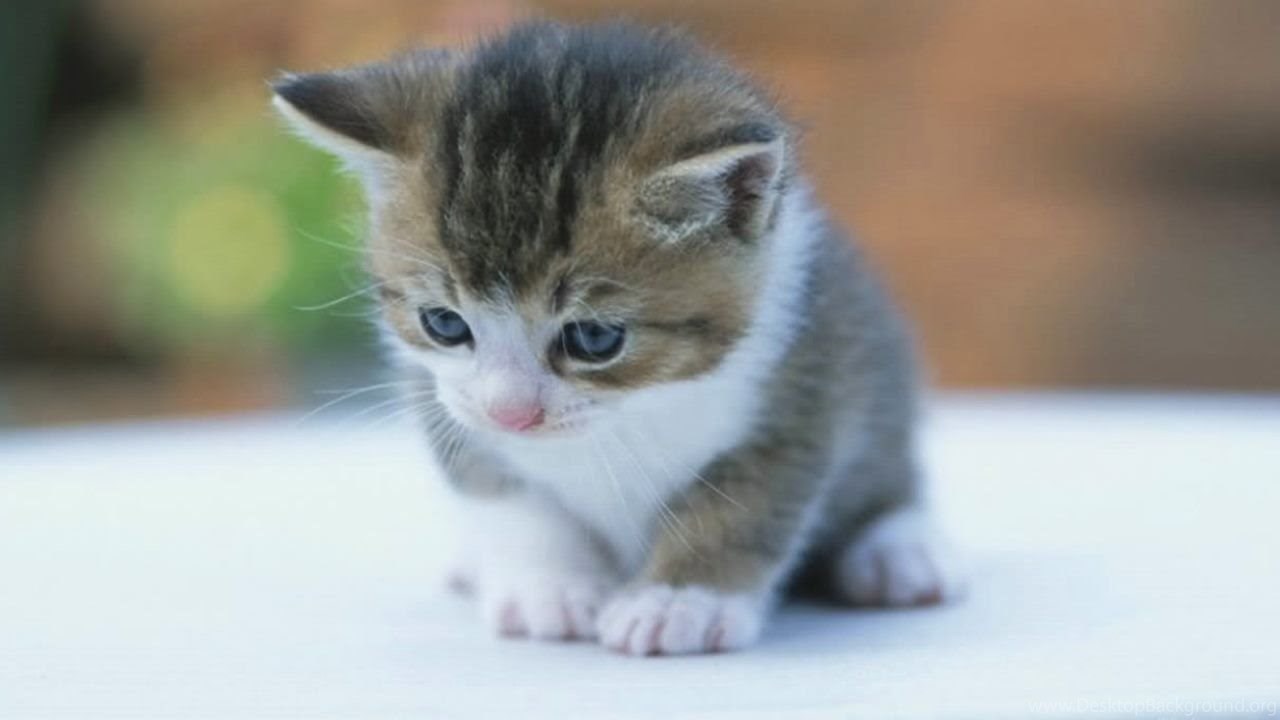 Download Cute Baby Kitten Wallpaper Free Desktop Background