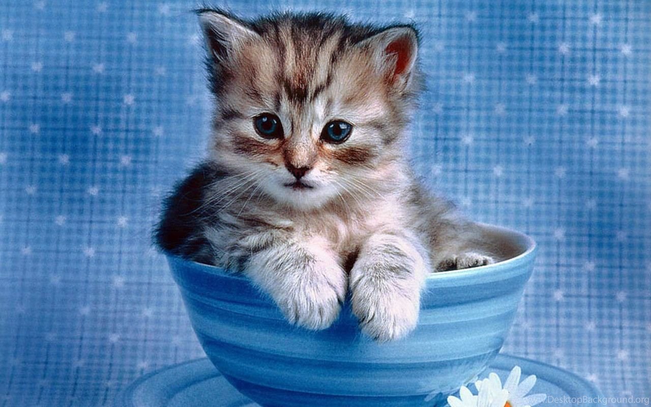Baby Kitten Wallpaper Desktop Background