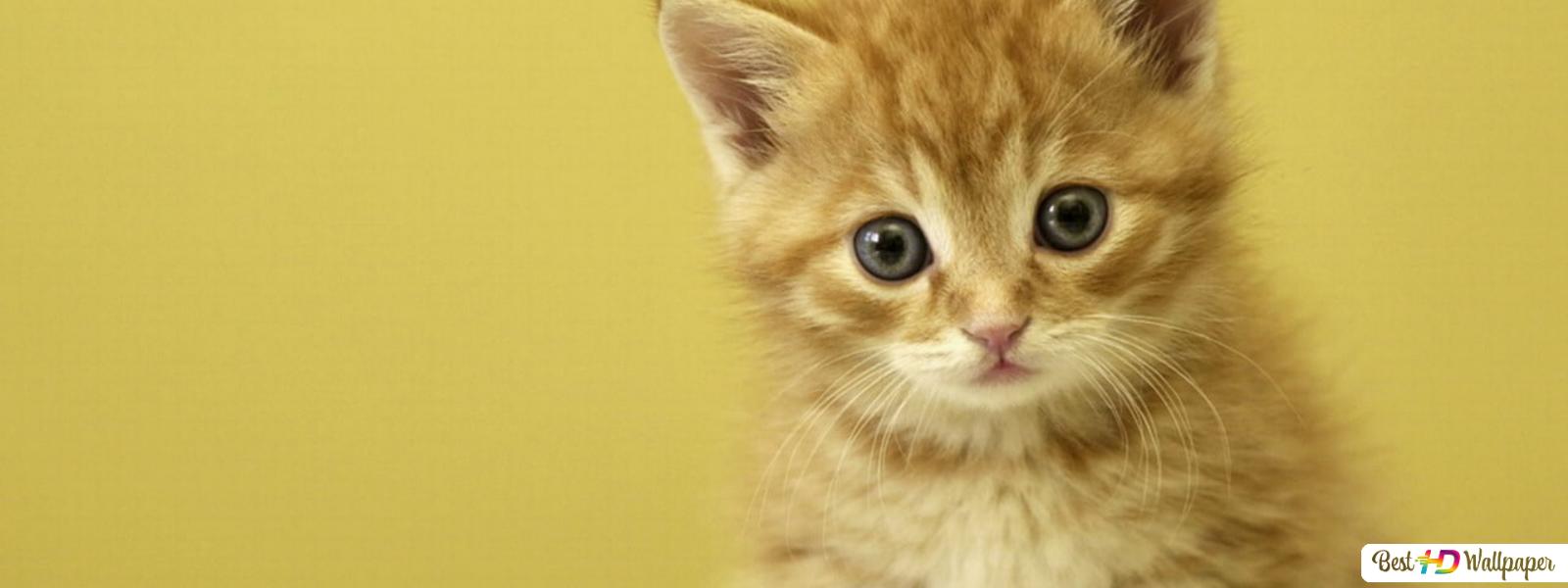 Cute baby kittens HD wallpaper download