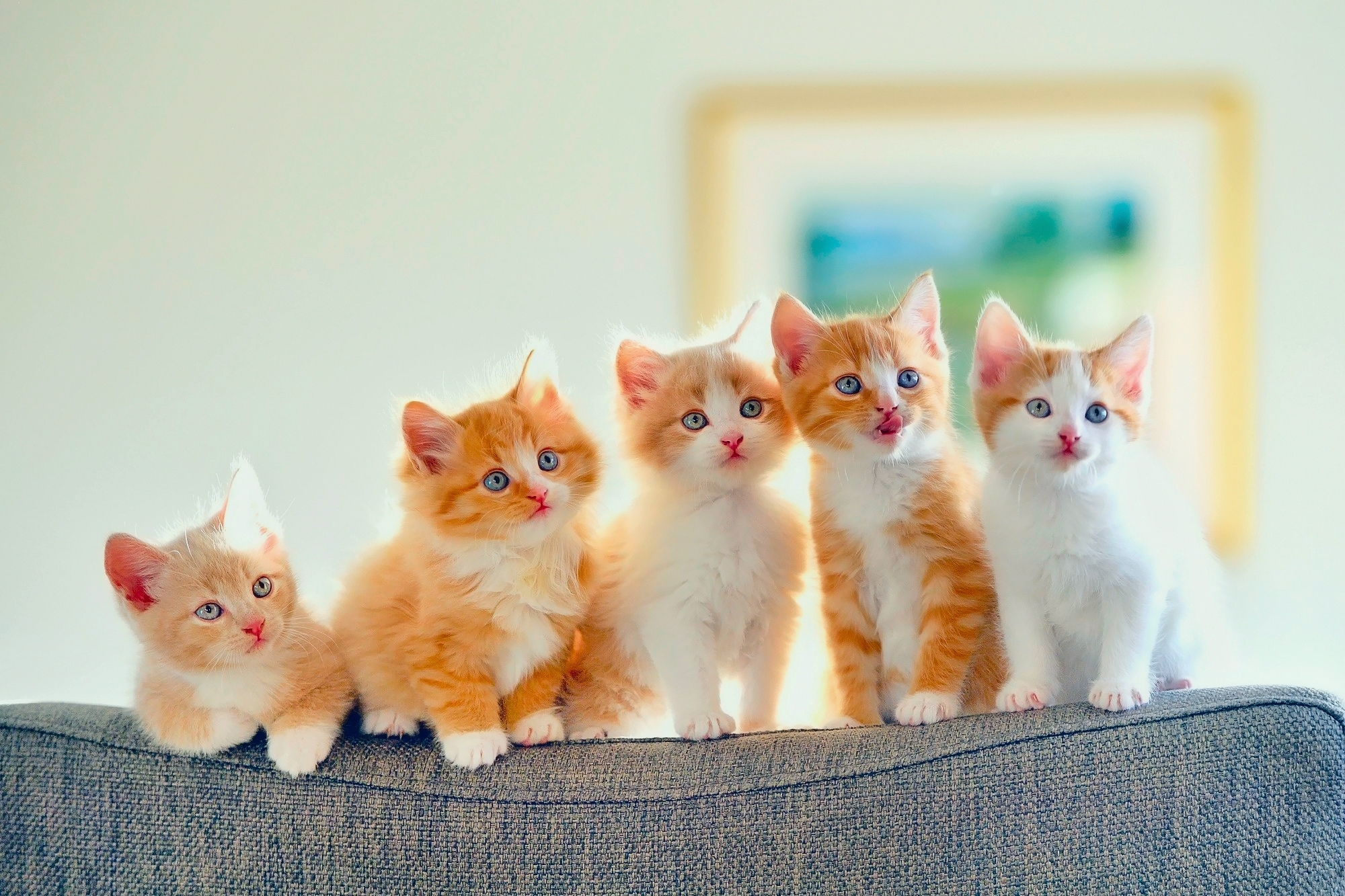 Cute Kittens Wallpaper Baby Cute Cat