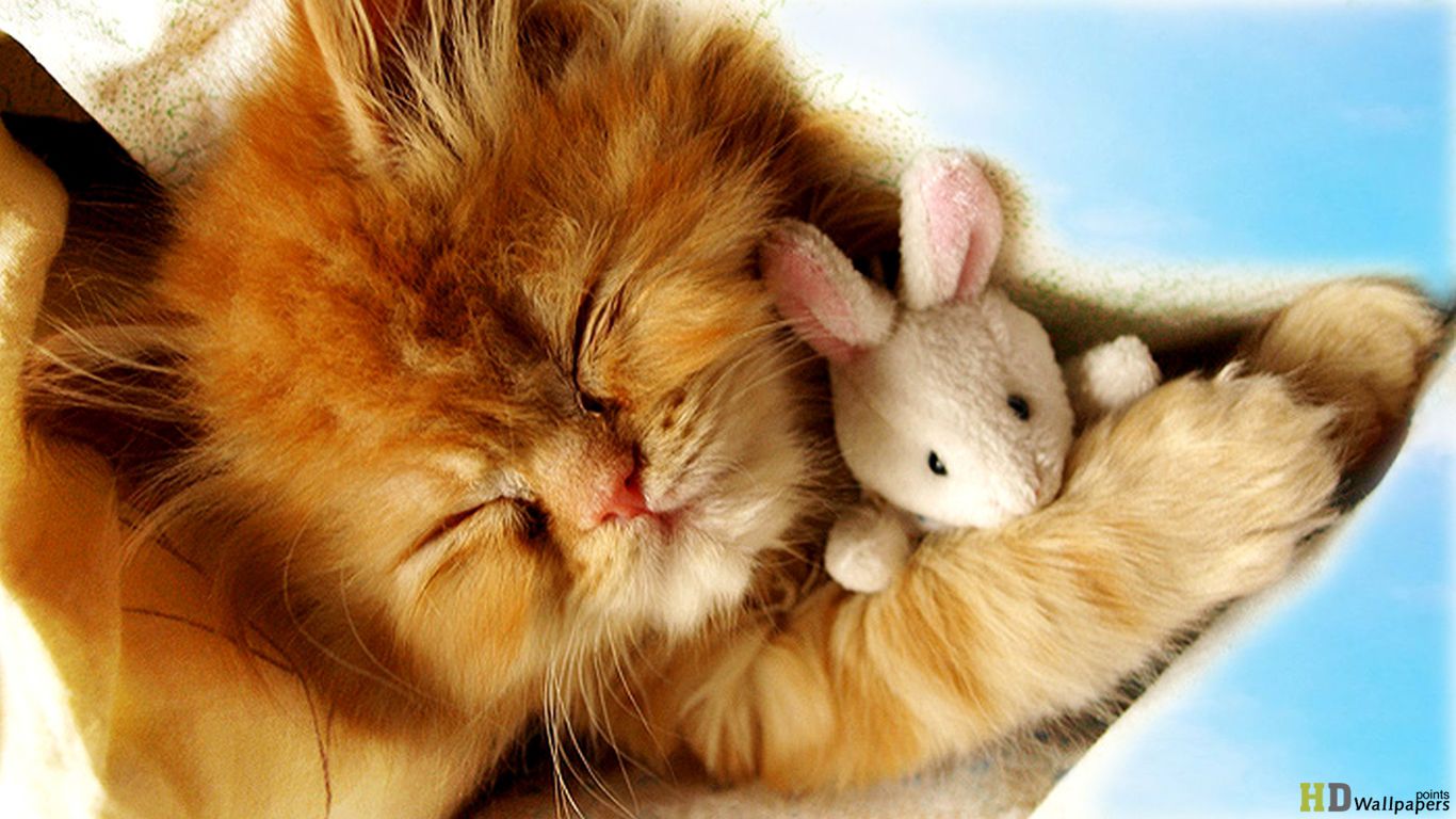 Cute Baby Kittens Sleeping Wallpaper, HD Cute Baby Kittens Sleeping Background on WallpaperBat