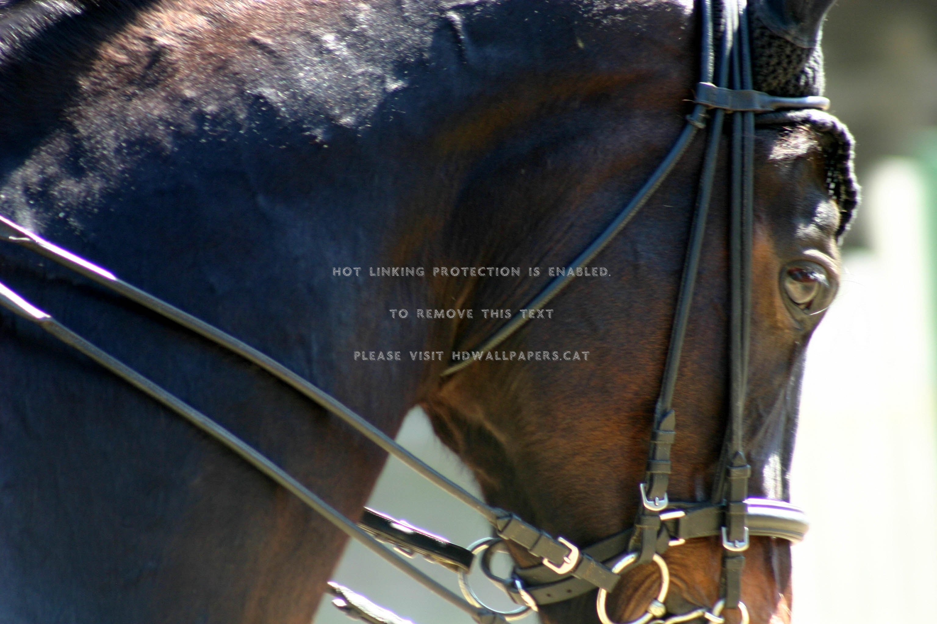 beautiful face warmblood horses dutch bay