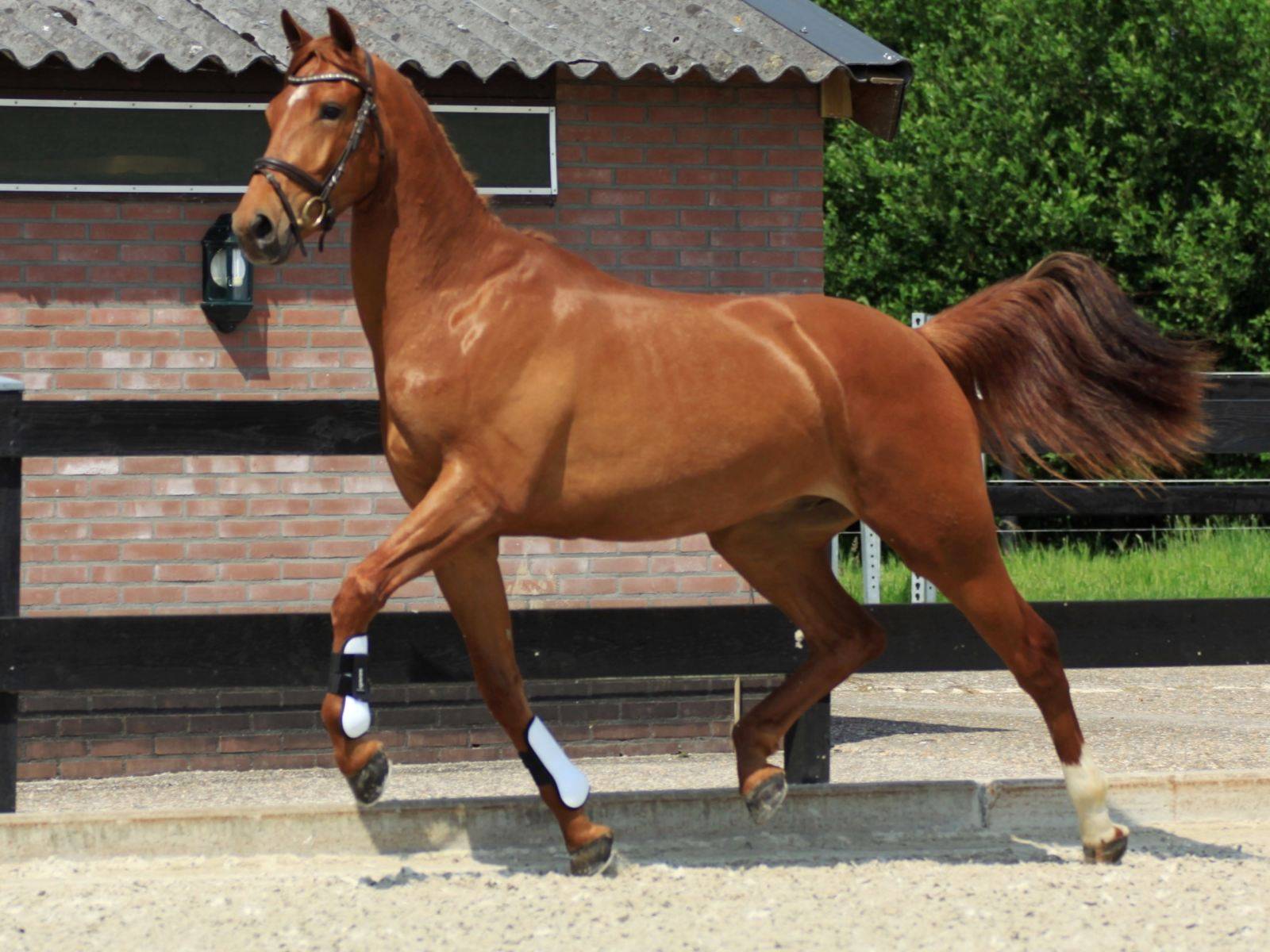 Keyano. Dutch Warmblood Dressage Gelding. Peter Berkers Sporthorses
