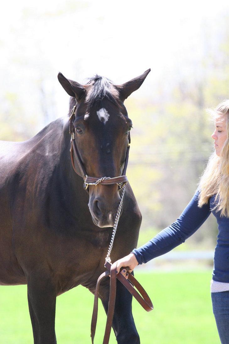 Dutch Warmblood Wallpaper HD Download