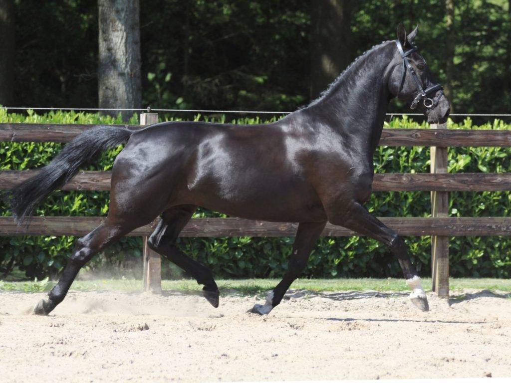 Twinkel. Dutch Warmblood Dressage Mare. Peter Berkers Sporthorses