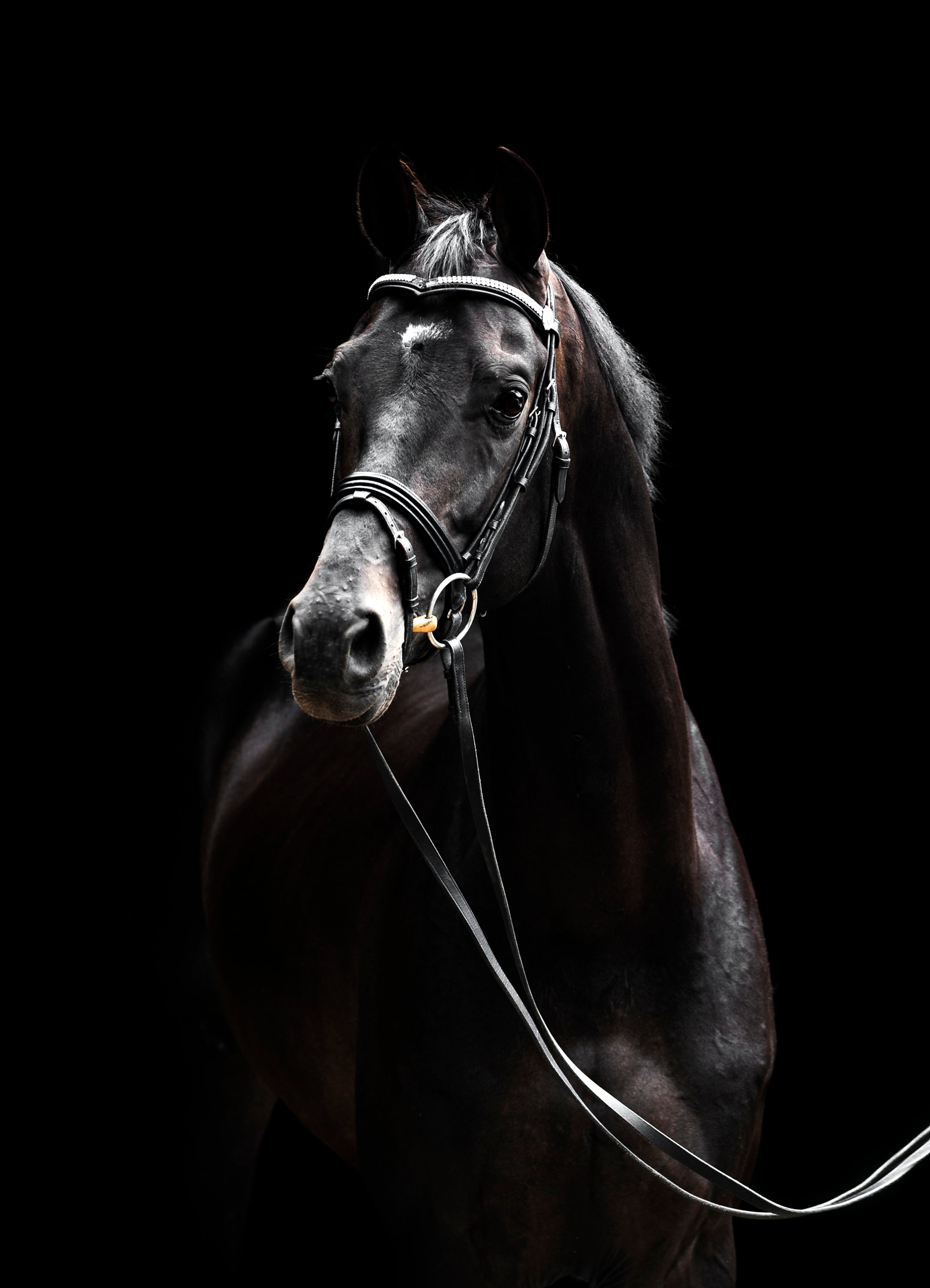 Dutch Warmblood