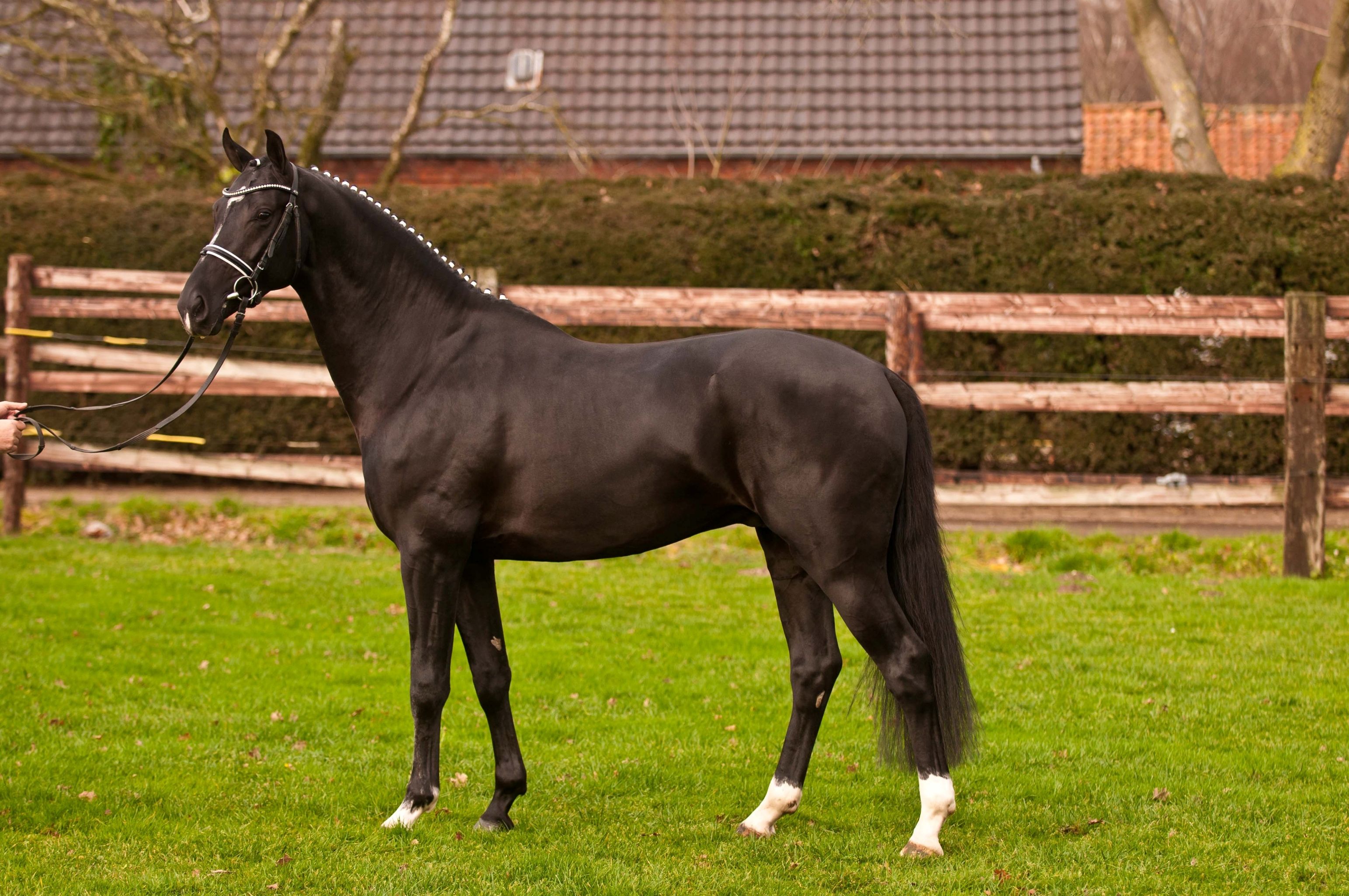 Download warmblood image for free