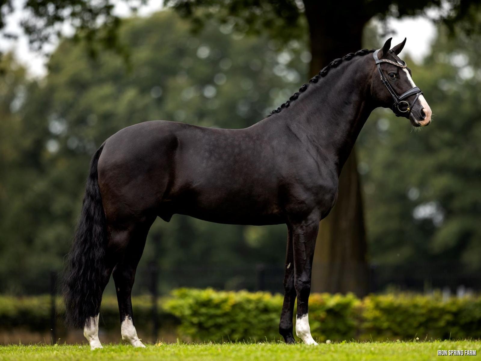 Iron Spring Farm Warmblood and Friesian Stallions and Horses Spring Farm