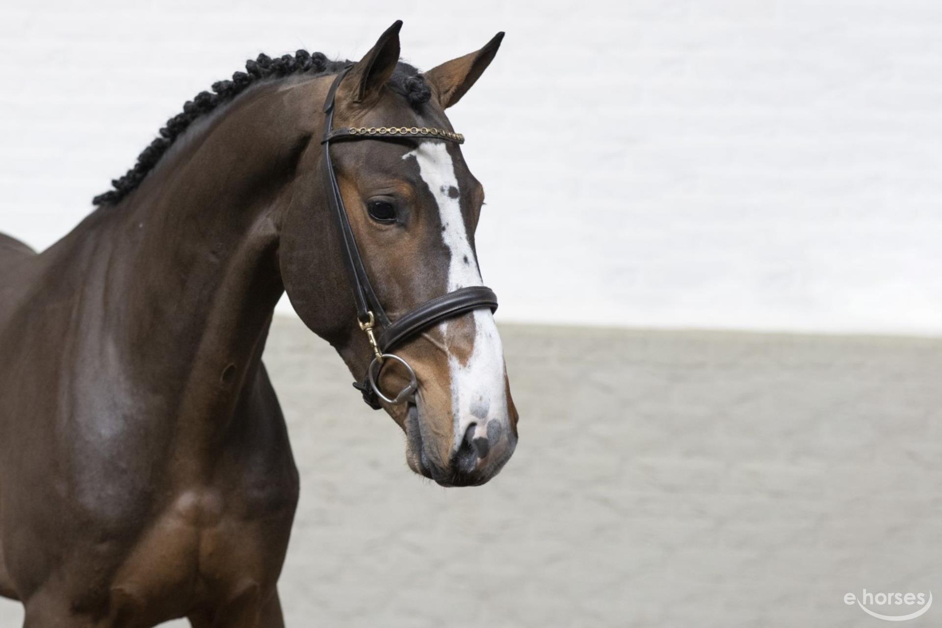 KWPN Gelding 3 years 16, 1 hh Bay