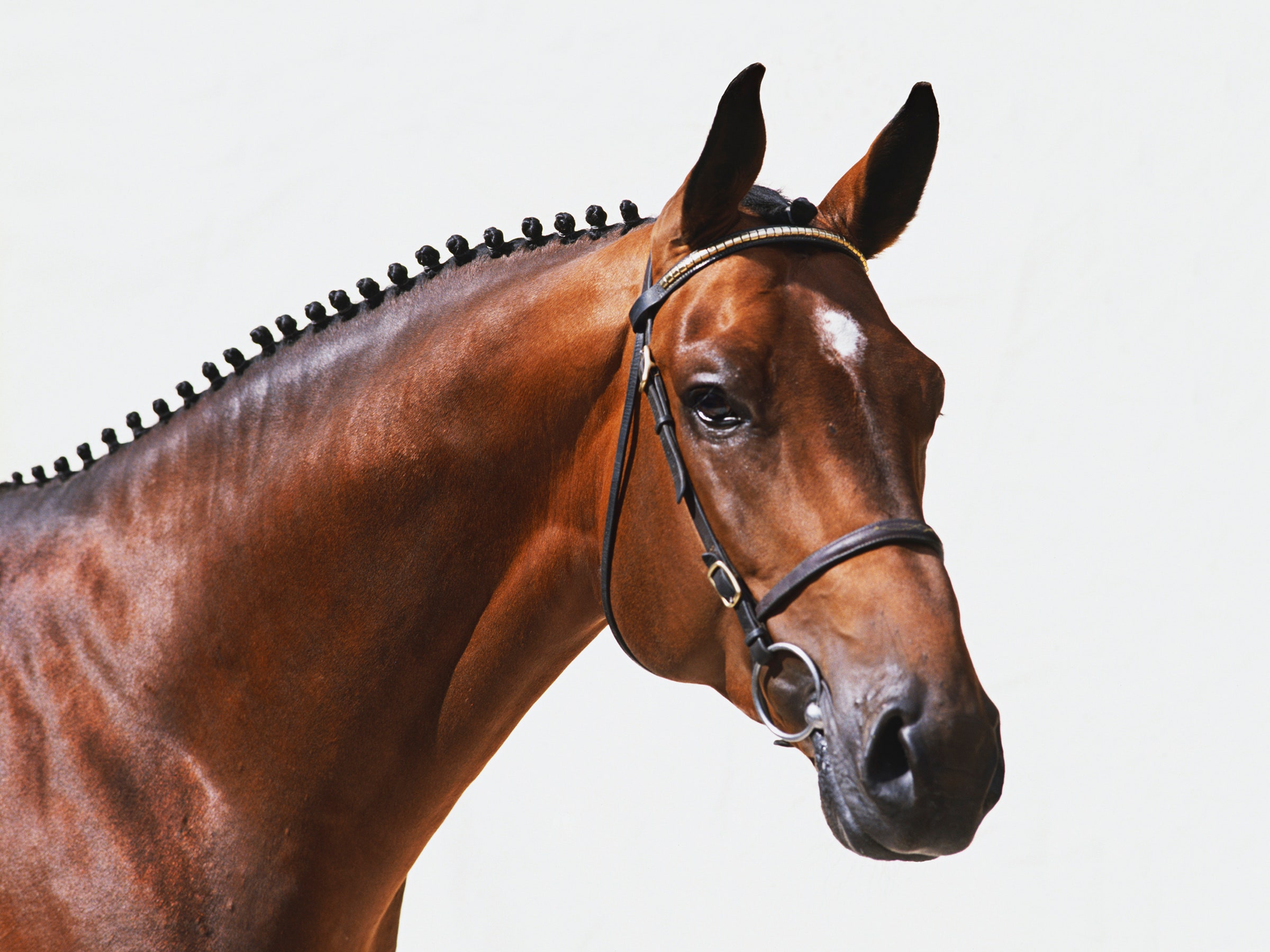 How a Physicist Who Helped Find the Higgs Boson Got Into Horse Apps