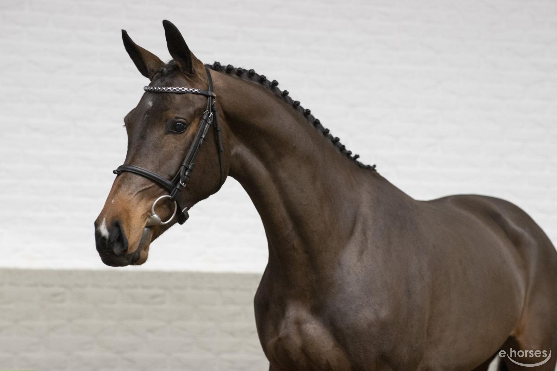 KWPN Mare 3 years 16 hh Bay