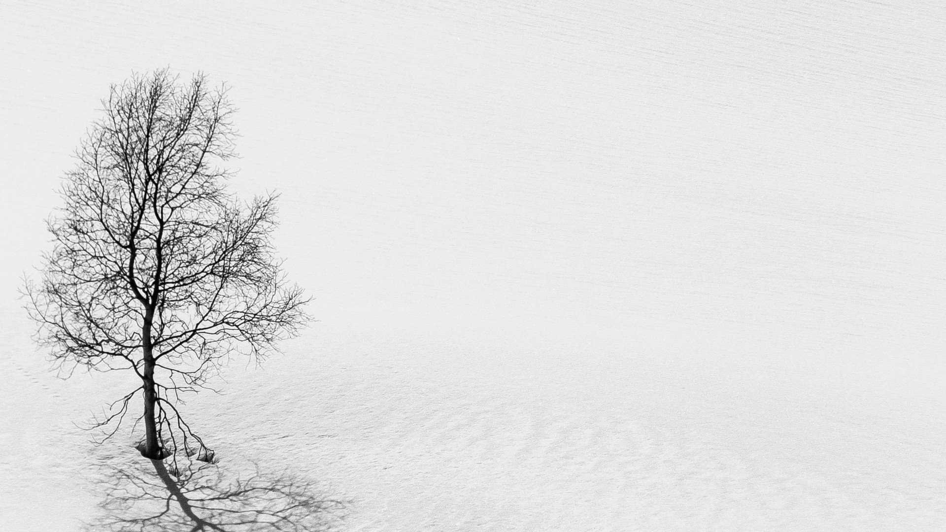 Tree, snow, minimalism, black and white (bw), winter. picture, photo, desktop wallpaper