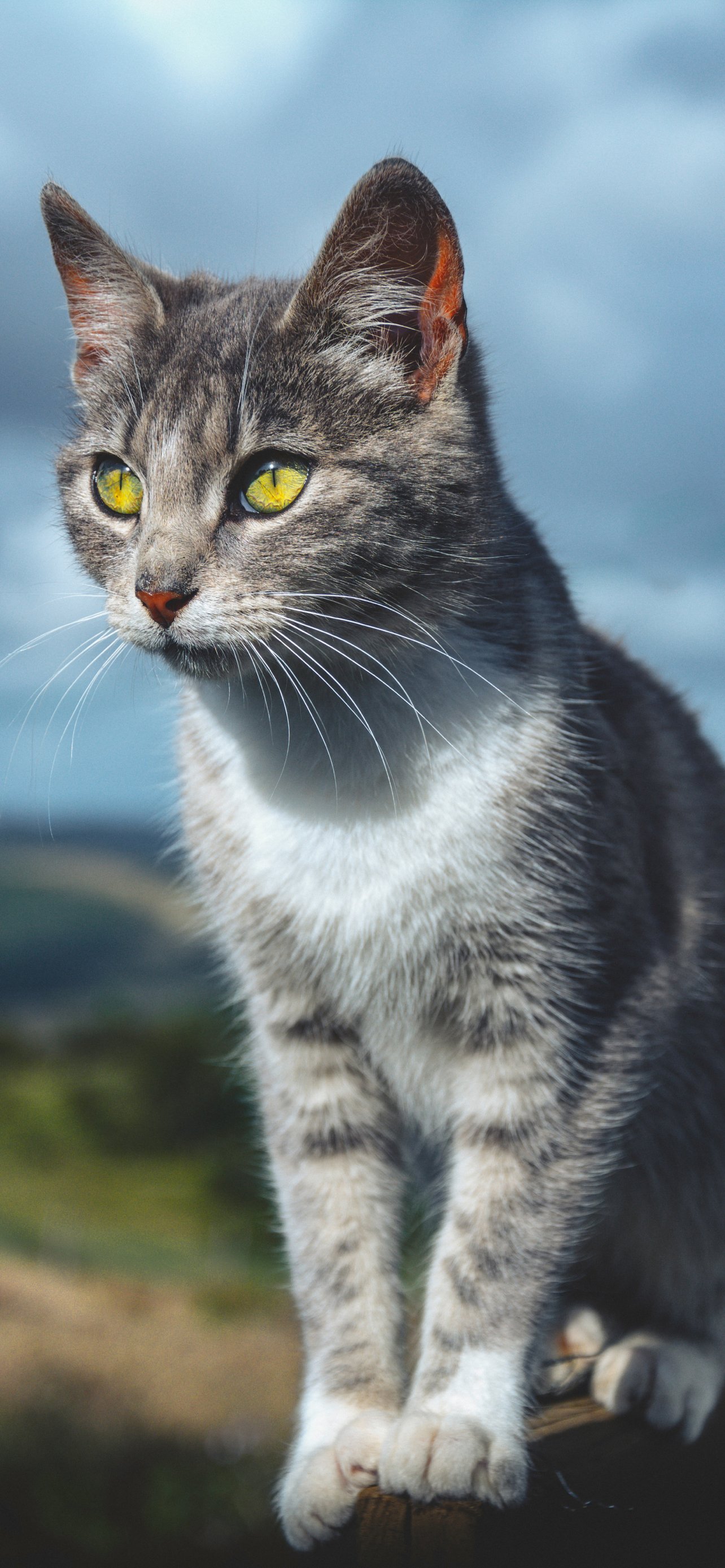 Cat Wallpaper for Phone 2021 Like Cats Very Much