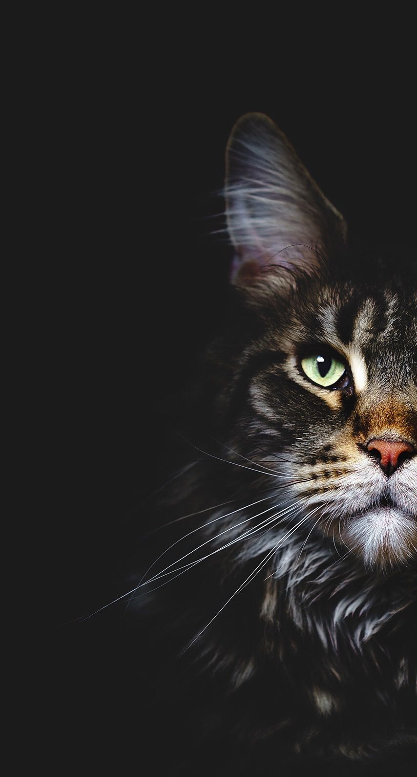 Background Cat Wallpaper Wallpaper Full HD