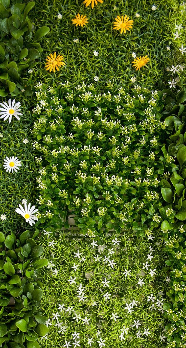 TAP AND GET THE FREE APP! Nature Unicolor Grass Flowers Green Сhamomile HD iPhone 5 Wallpape. iPhone wallpaper green, iPhone wallpaper girly, iPhone 5 wallpaper