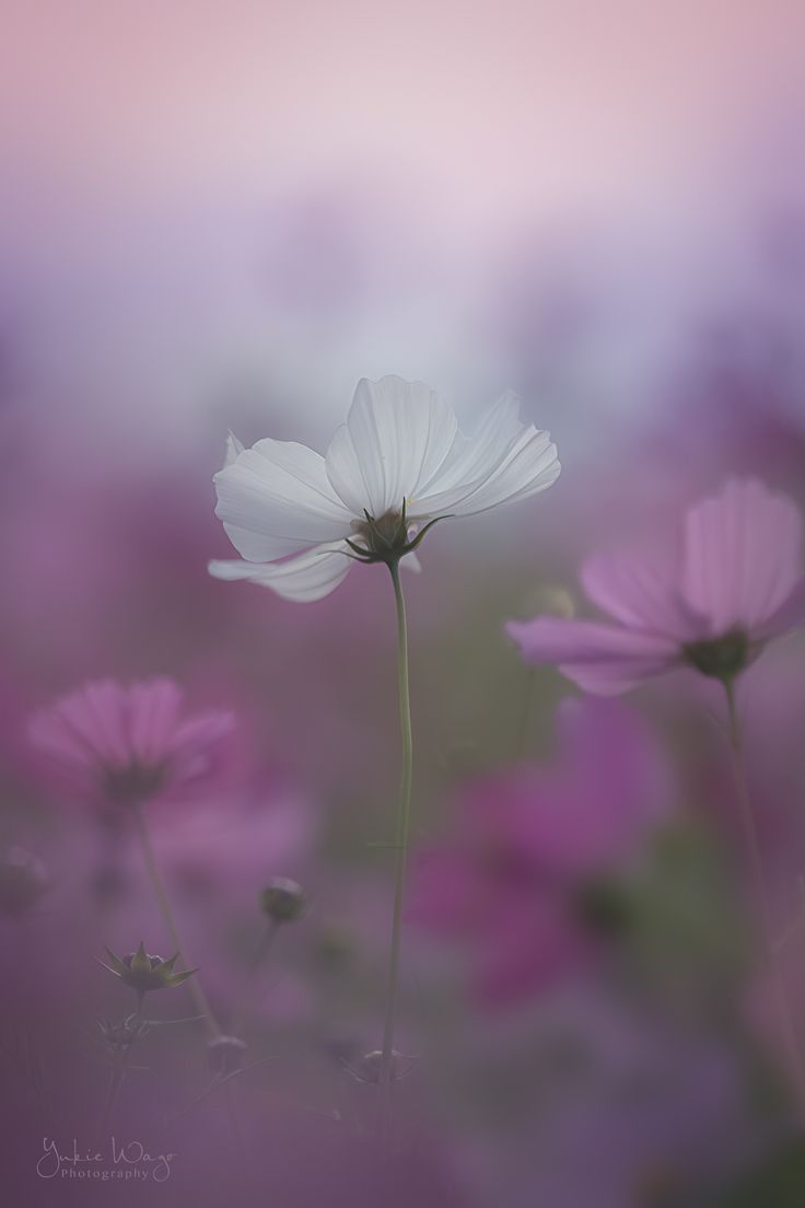 iPhone Wallpaper. Picture of poppy flowers, Flower picture, Beautiful flowers