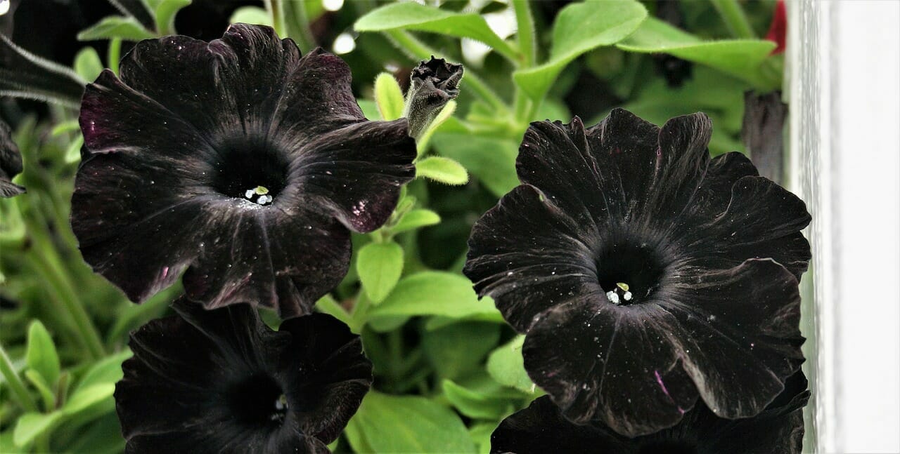 Black Magic Petunia: Mystical Flowers in the Garden