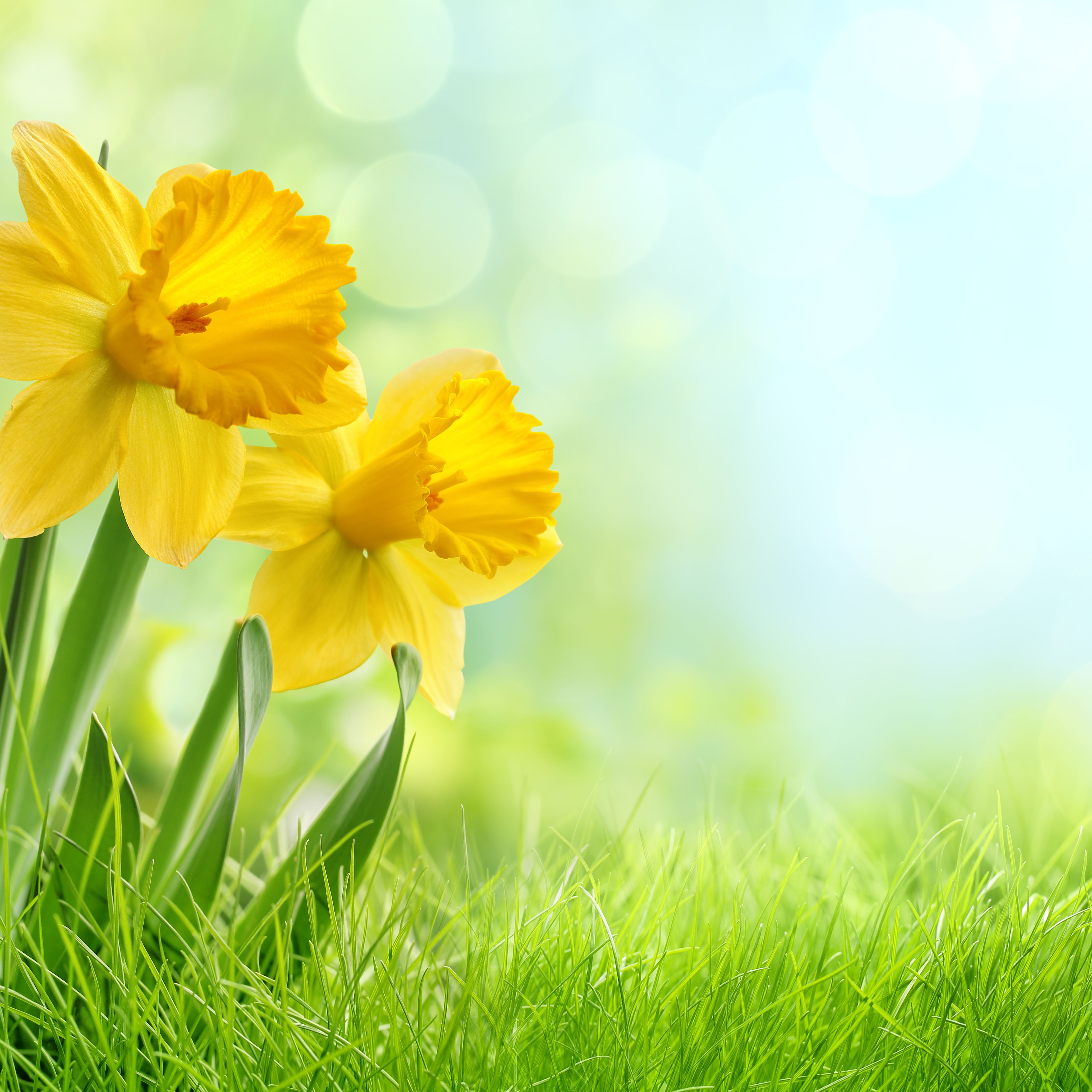 Daffodil Magic, Legends, and Folklore