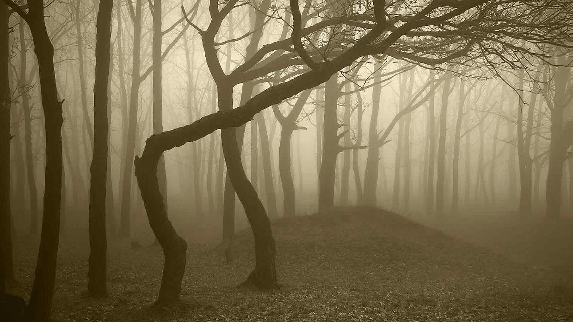 Spooky scary forest. Download free HD photo of amazing landscapes for PC. Forest