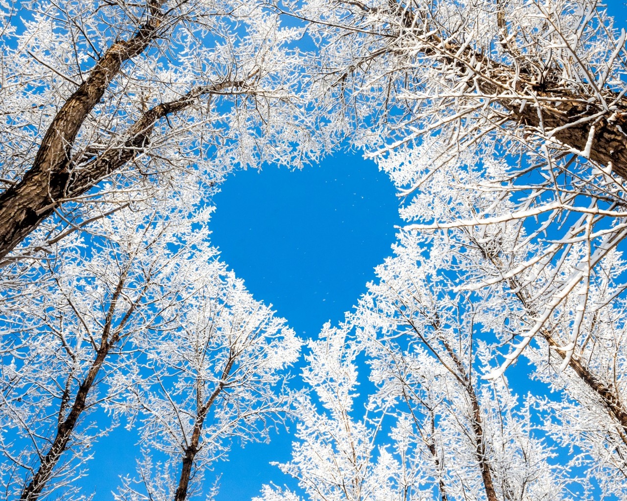 Winter Trees Snow White Sky Love Heart 2560x1600, Wallpaper13.com