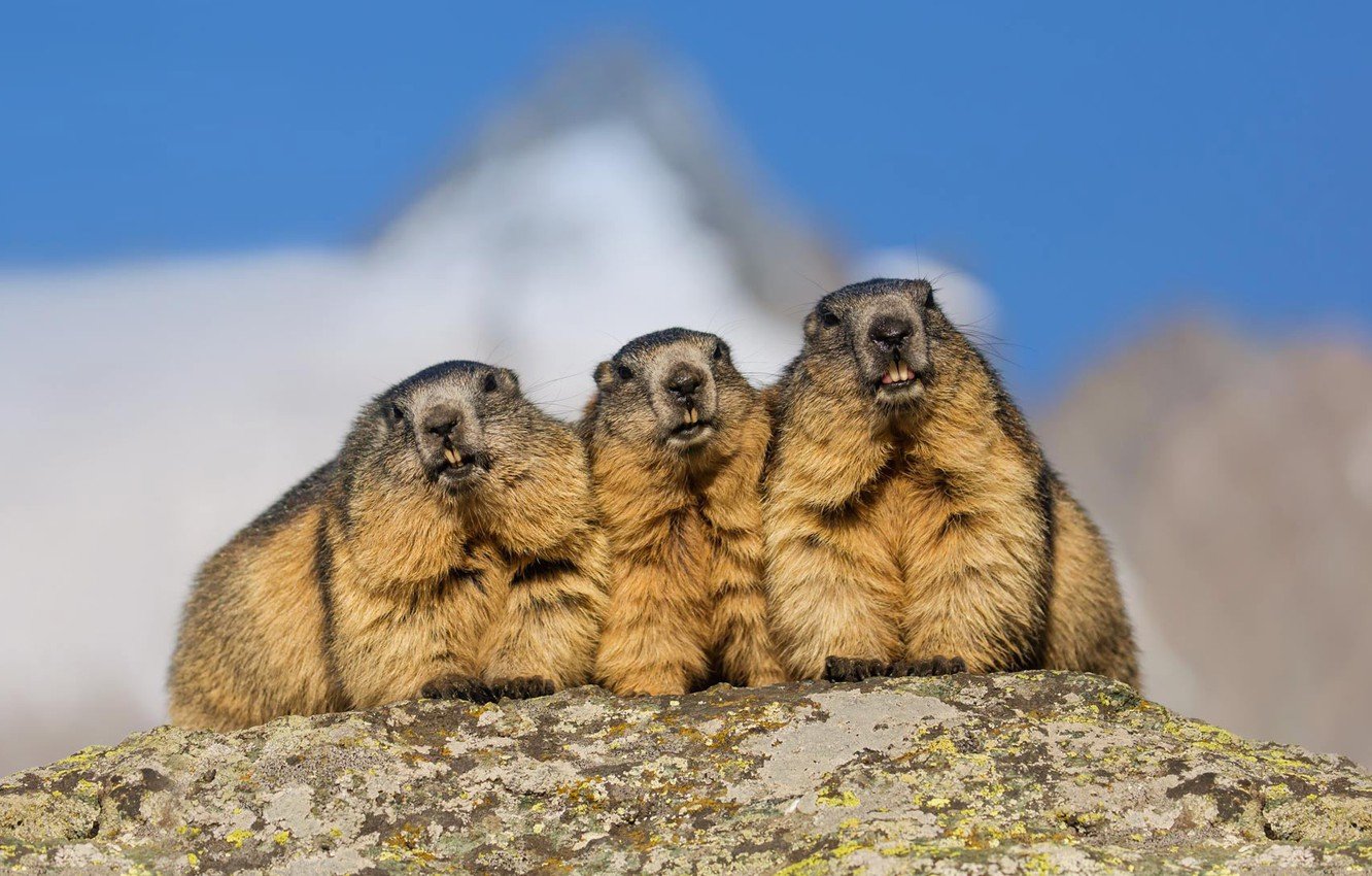 Wallpaper mountains, Alps, marmot, rodent image for desktop, section животные