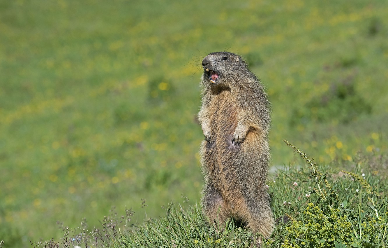 Wallpaper grass, stand, marmot, bokeh, rodent, Alpine marmot image for desktop, section животные