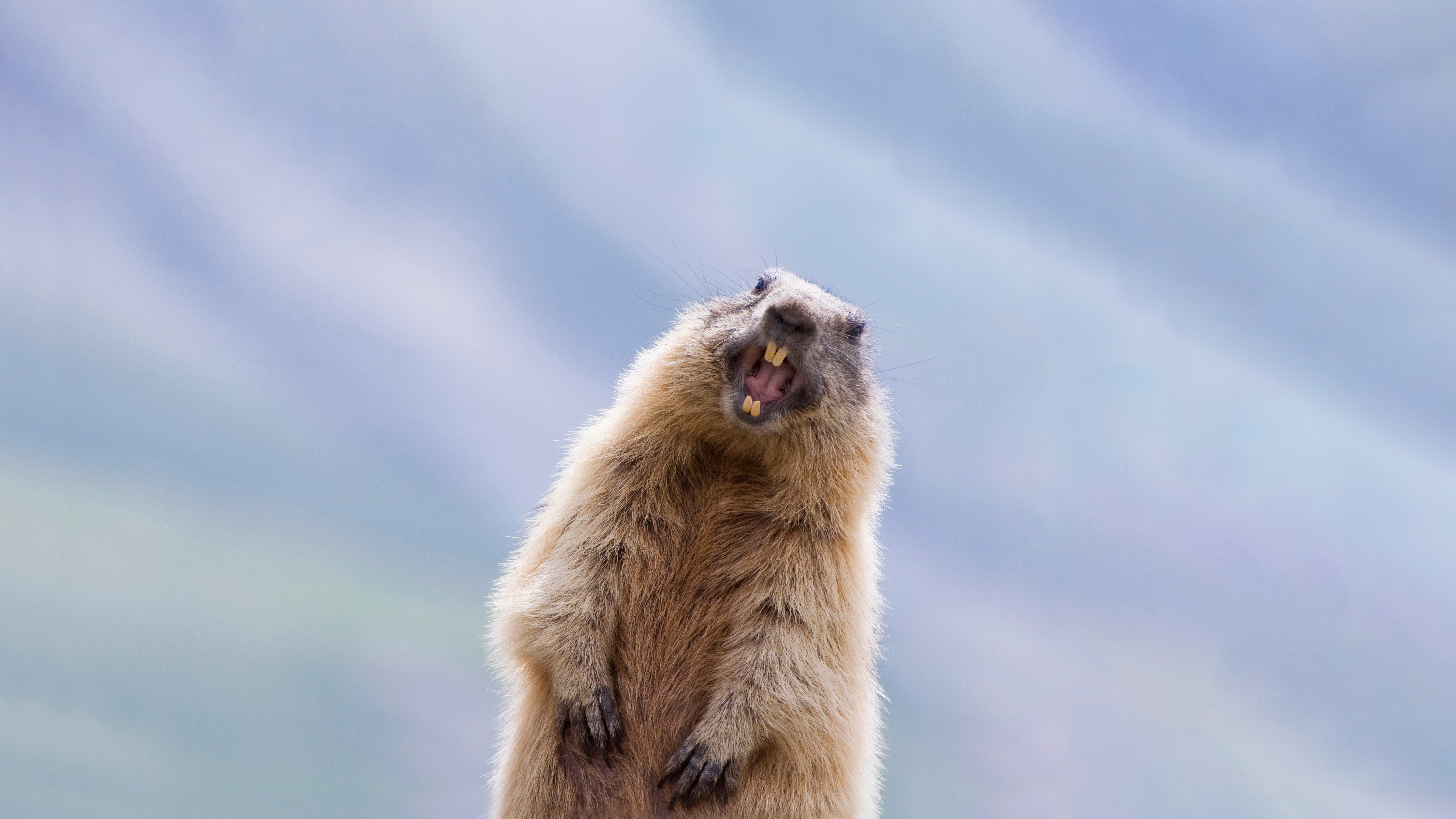 Alpine marmot in Hohe Tauern National Park, Austria 4k Ultra HD Wallpaper