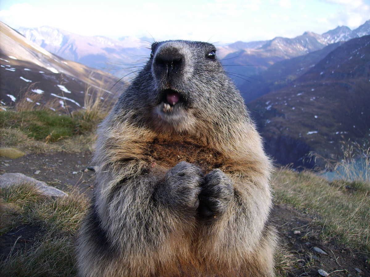Alpine marmot Photo on Bing. Marmot, Canada ski resorts, Sand dunes national park