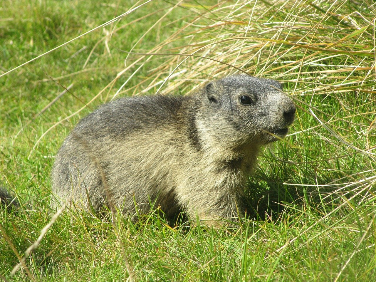 Marmot Grass Alpine