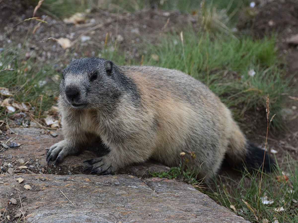 Photos of Alpine Marmot (Marmota marmota) · iNaturalist