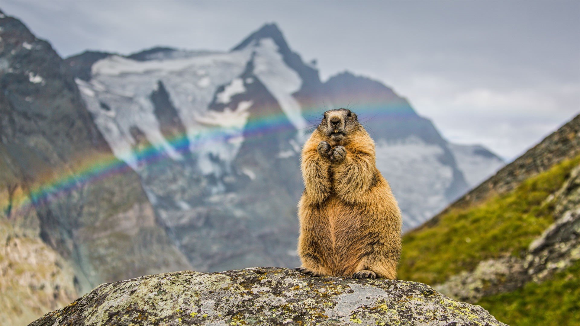 Marmot HD Wallpaper, Mountain, Rainbow, Wildlife, Rodent HD Wallpaper