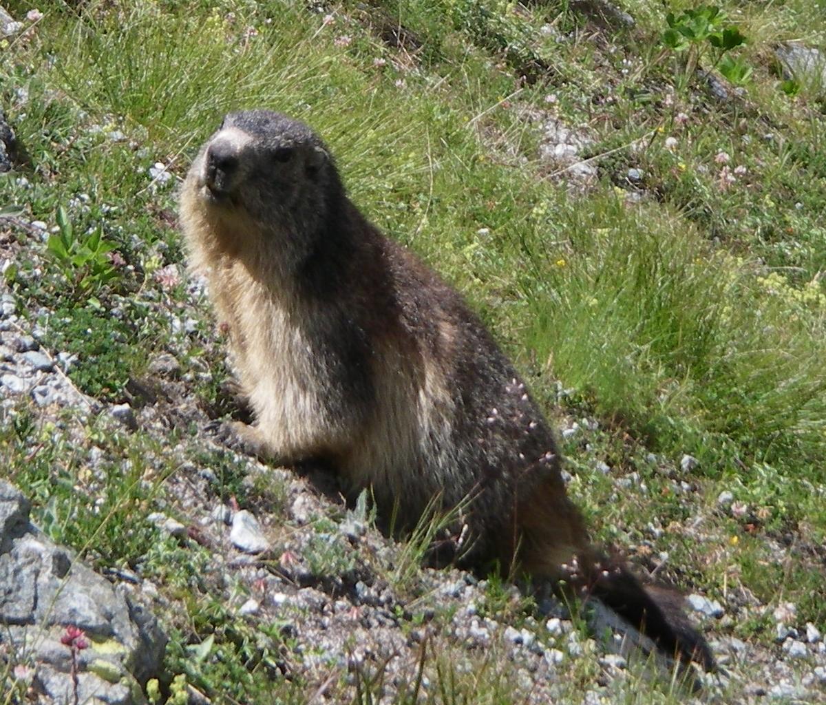 Animals World: asian animals of alpine marmot picture gallery