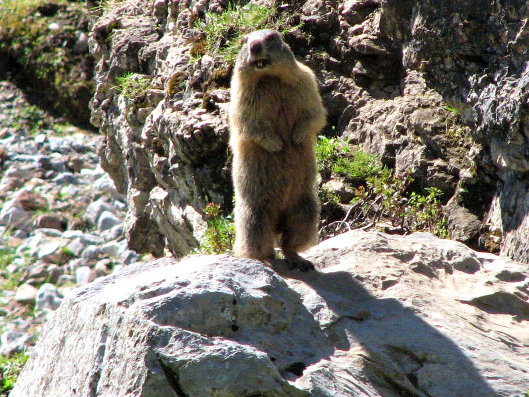 An alpine marmot, Photo, Diagrams & Topos