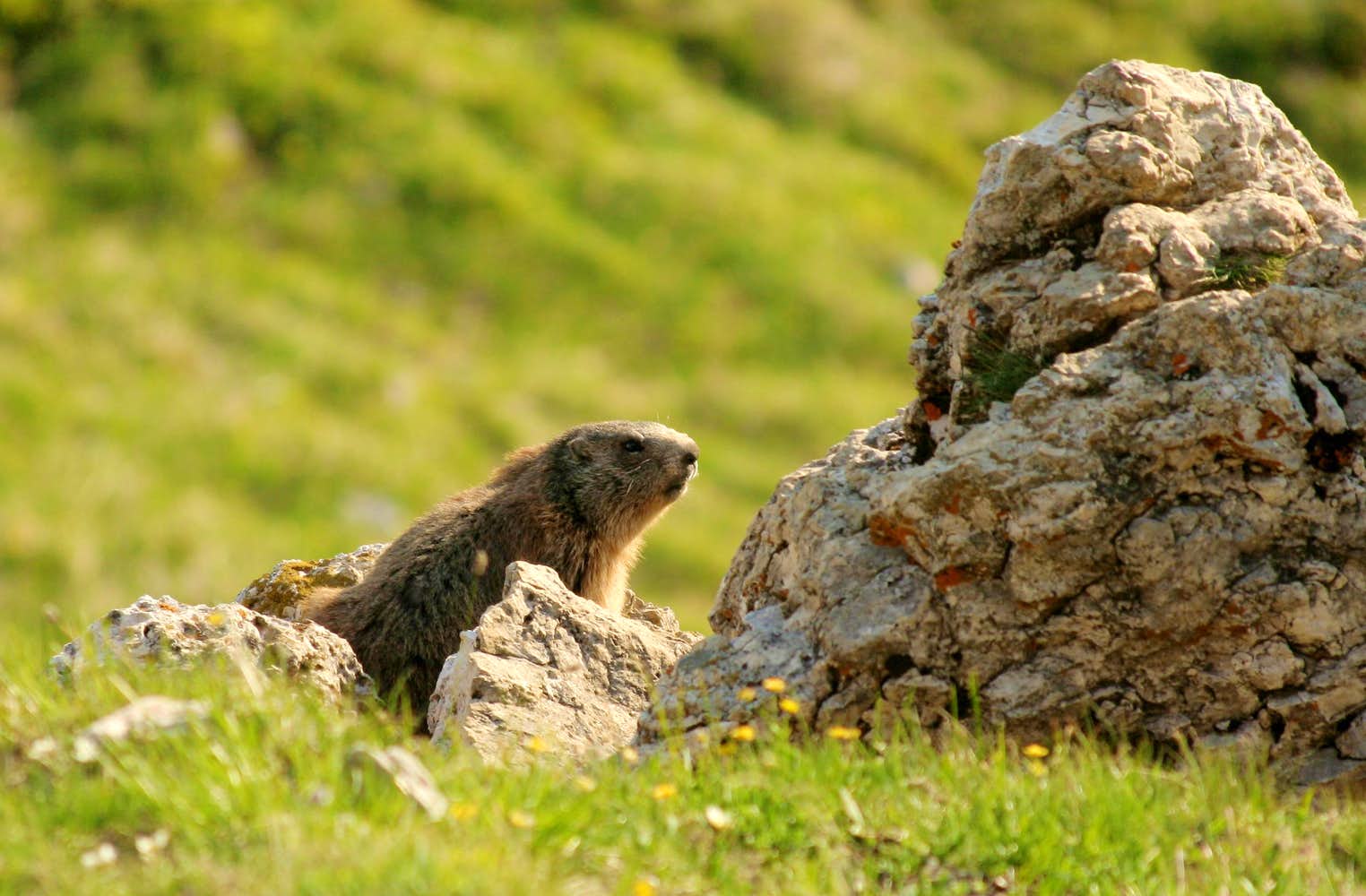 Alpine Marmot, Photo, Diagrams & Topos