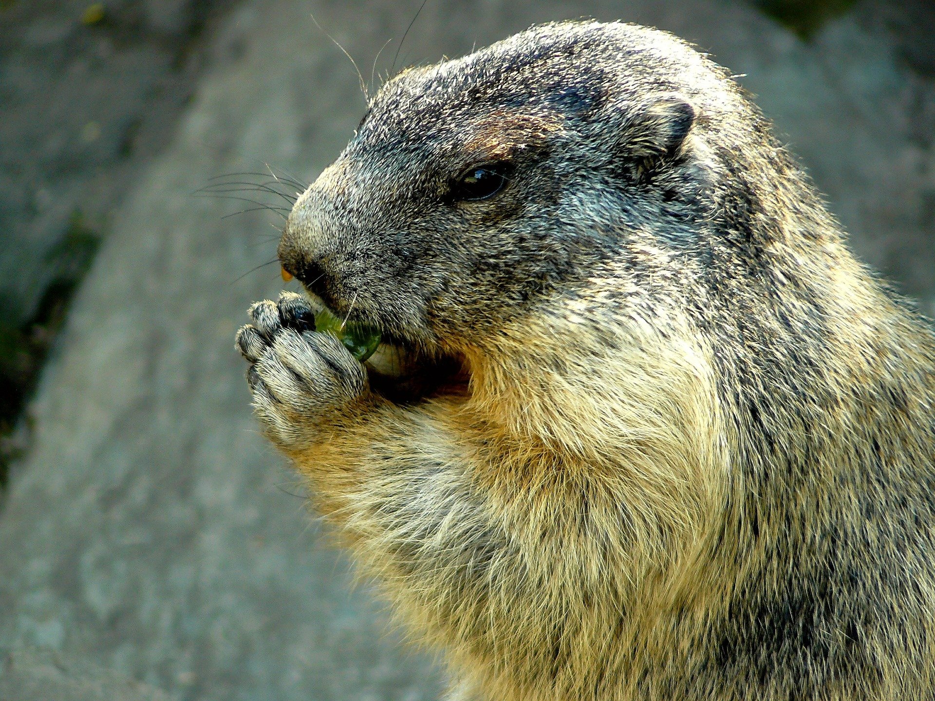 Free photo: Marmot, Cute, Pet