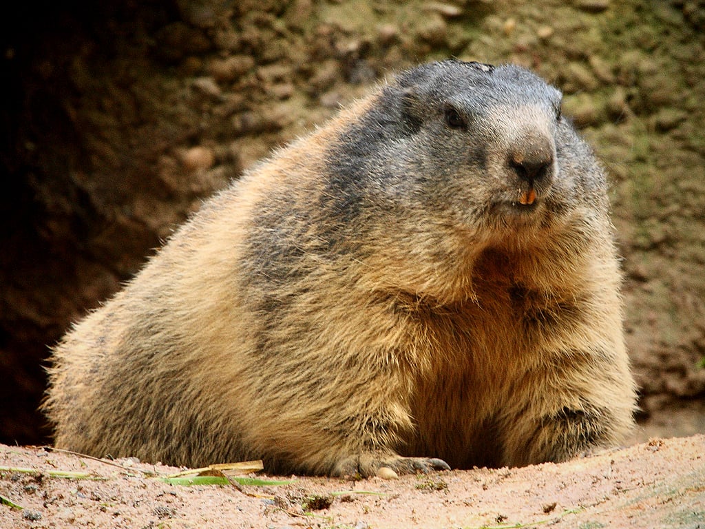 Alpenmurmeltier / Alpine Marmot (Marmota marmota). Tiergart
