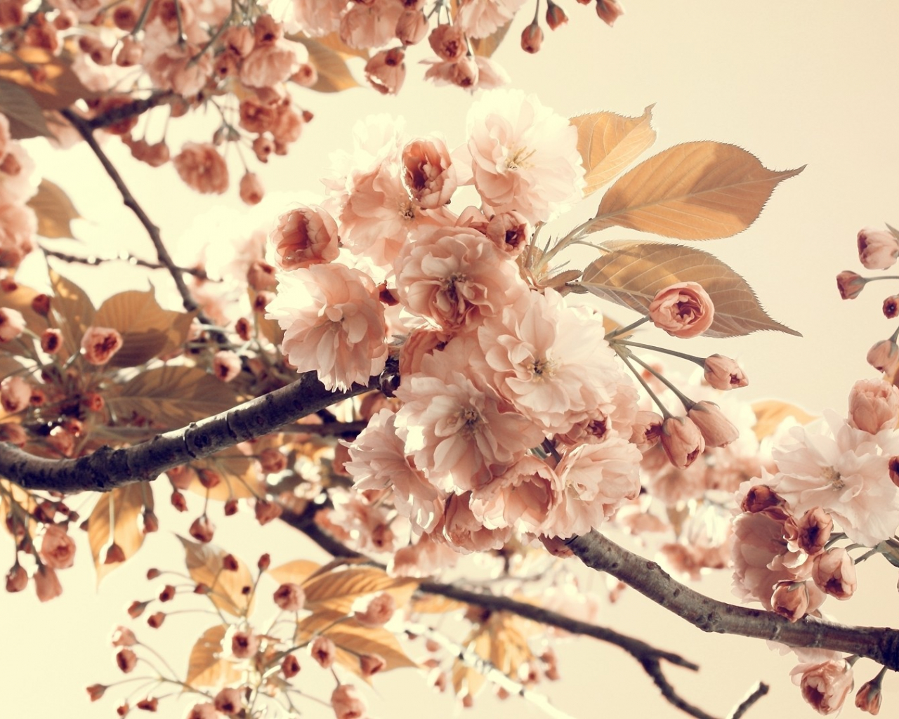 Free download Vintage Spring Quotes QuotesGram [1920x1080] for your Desktop, Mobile & Tablet. Explore Vintage Wallpaper HD. Free Vintage Desktop Wallpaper, Classic HD Wallpaper, Old Cars Vintage HD Wallpaper