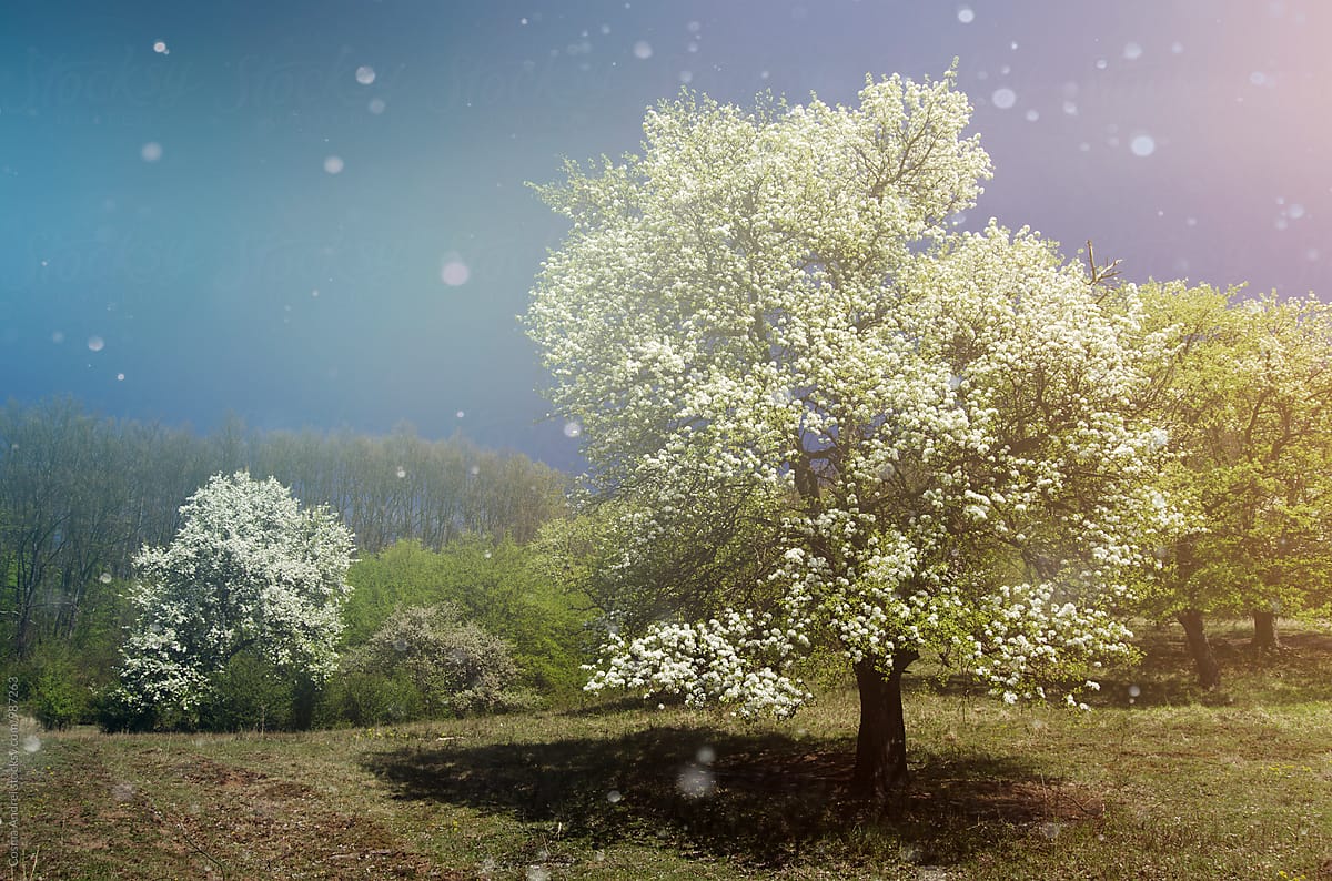 Spring With Trees In Bloom In Fantasy Fairy Tale Landscape