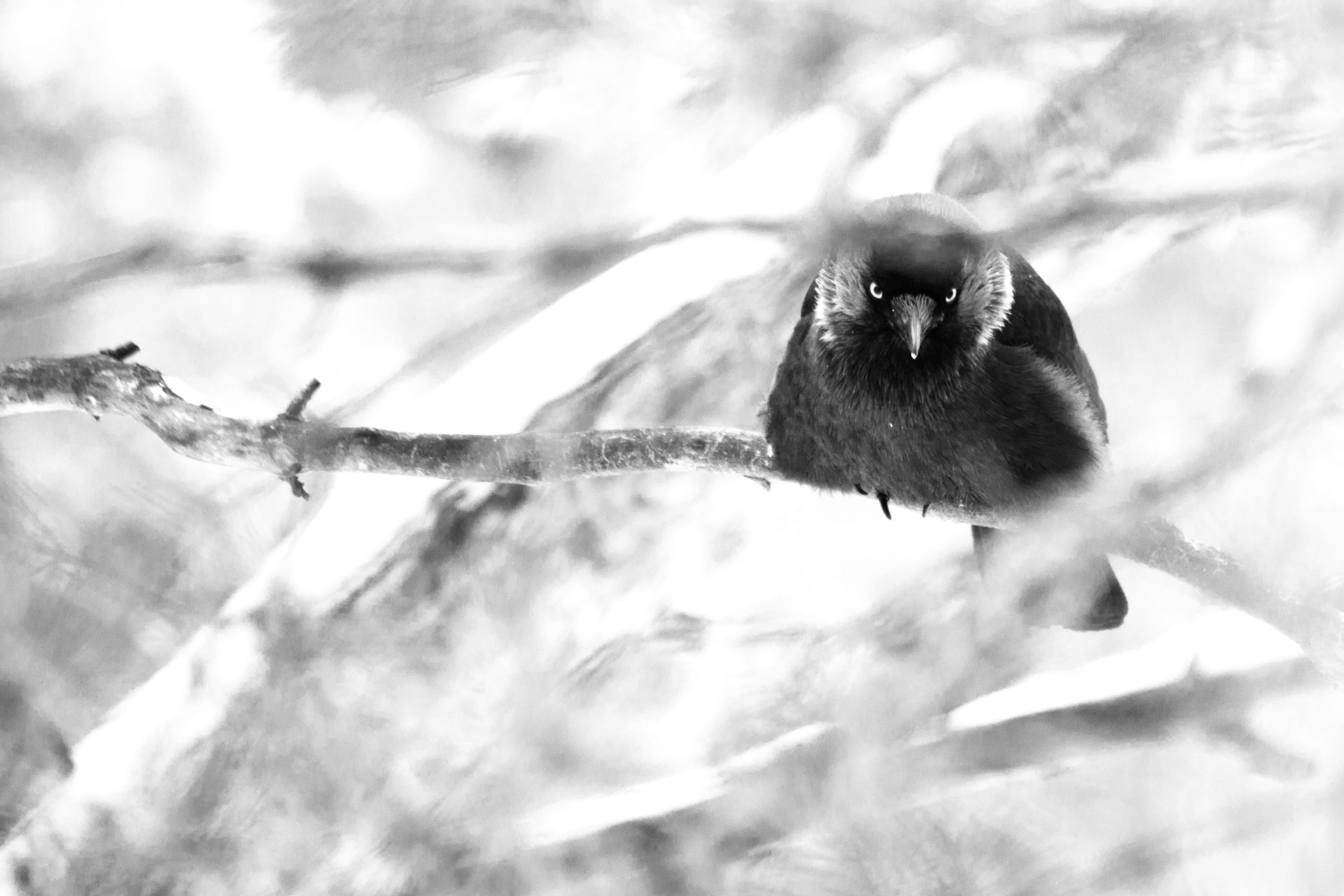 winter, Crow, Branch, Gothic, Dark, Death Wallpaper HD / Desktop and Mobile Background