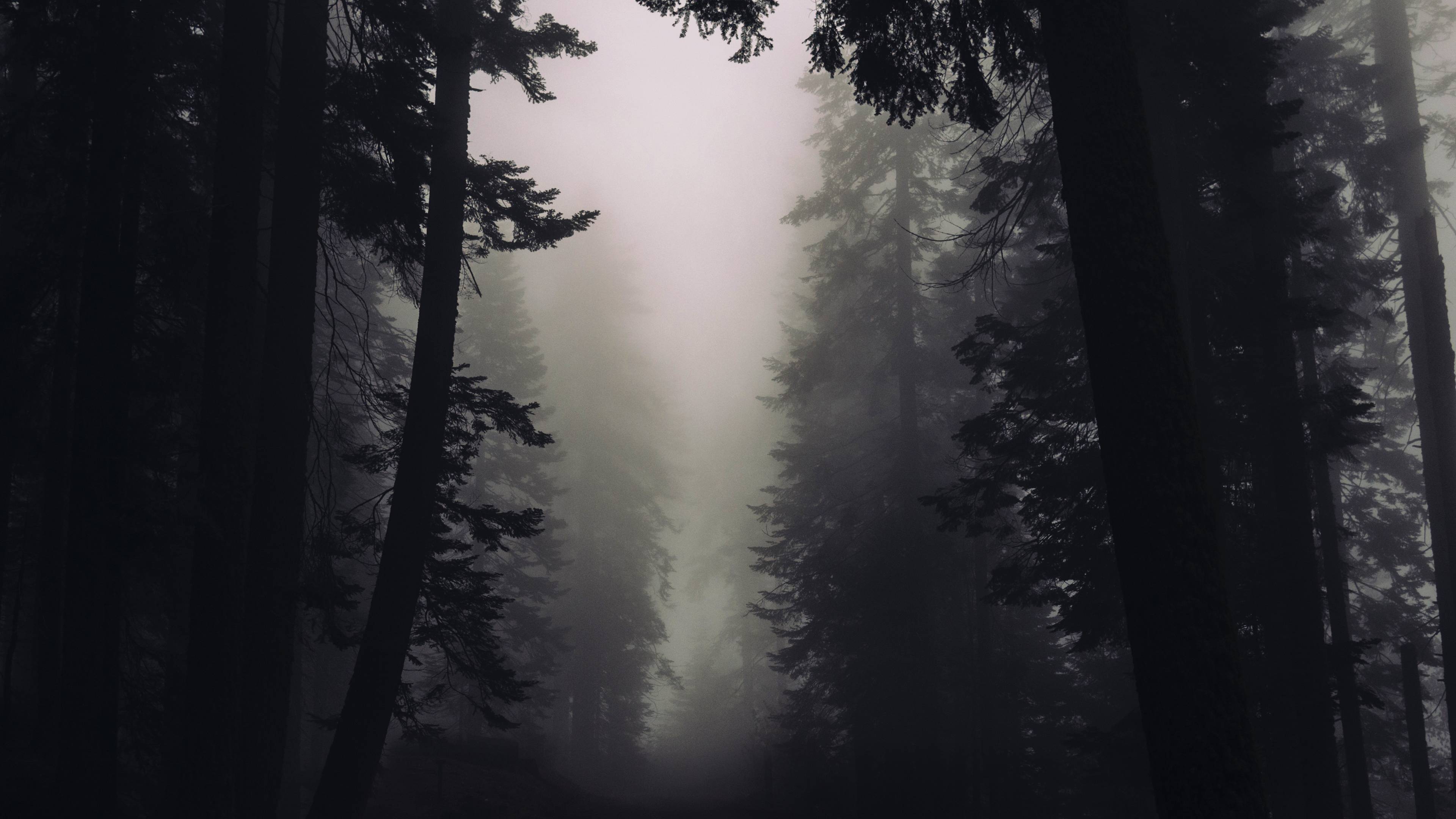 Gothic Forest Wallpaper Free Gothic Forest Background