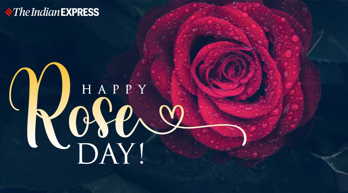 Happy Rose Day 2022: Wishes Image, Quotes, Status, HD Wallpaper, GIF Pics, Greetings Card, Messages, Photo