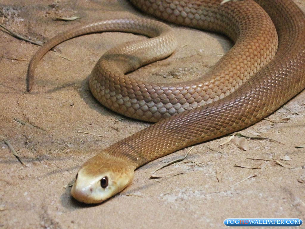 Inland Taipan Wallpapers Wallpaper Cave