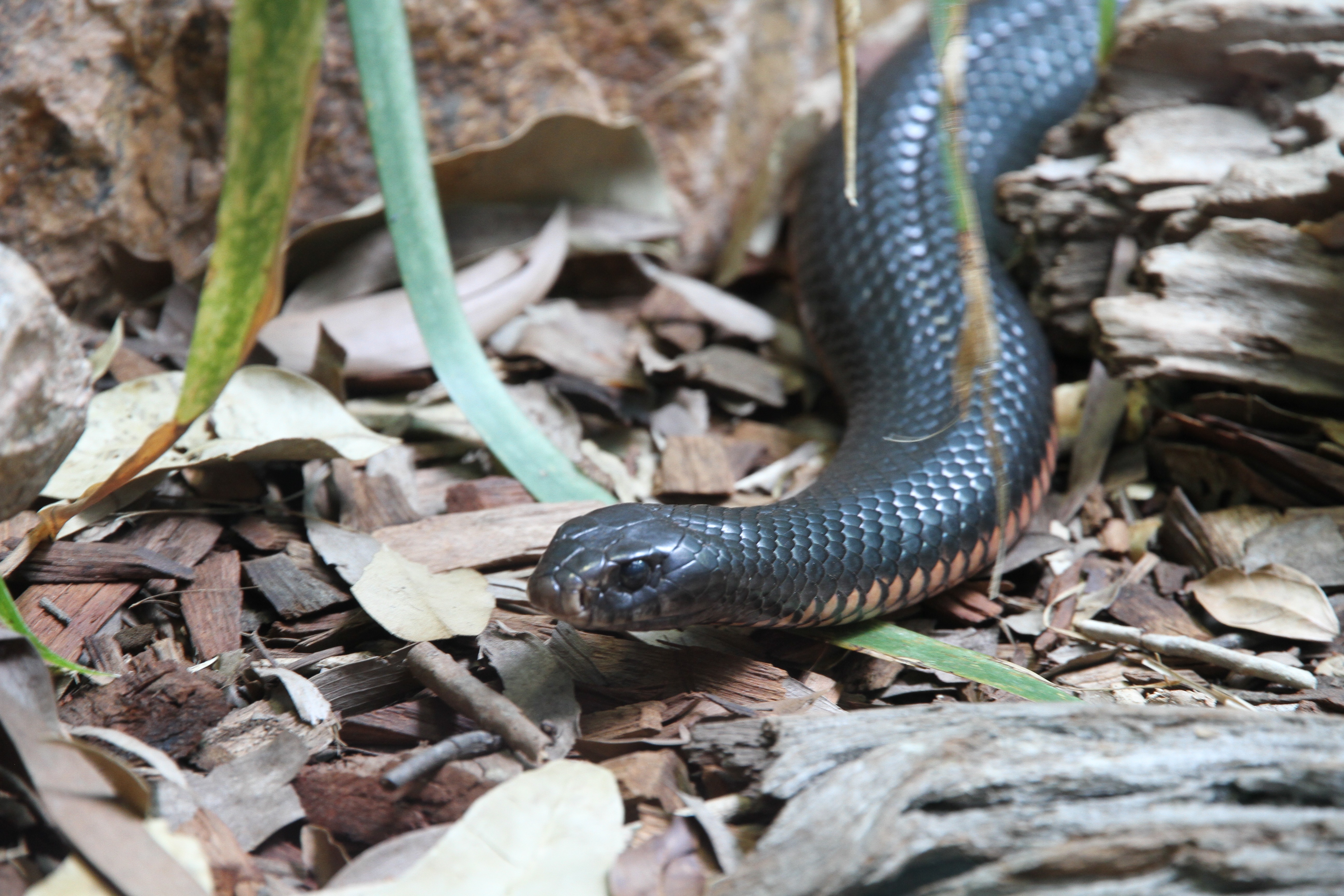 Inland Taipan Snake free image download