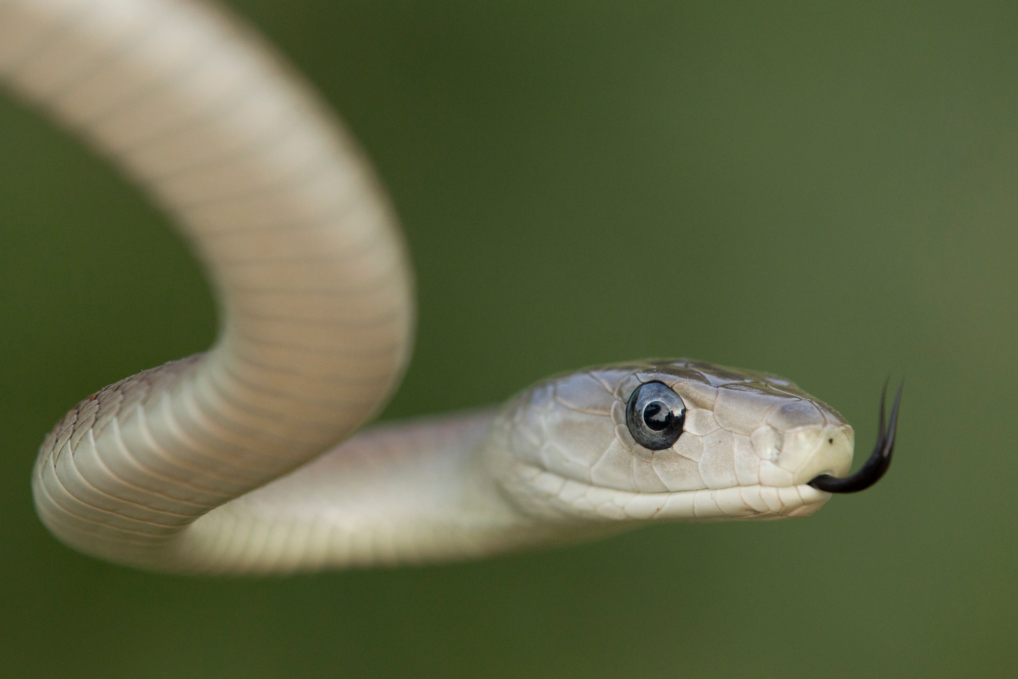 inland taipan wallpaper