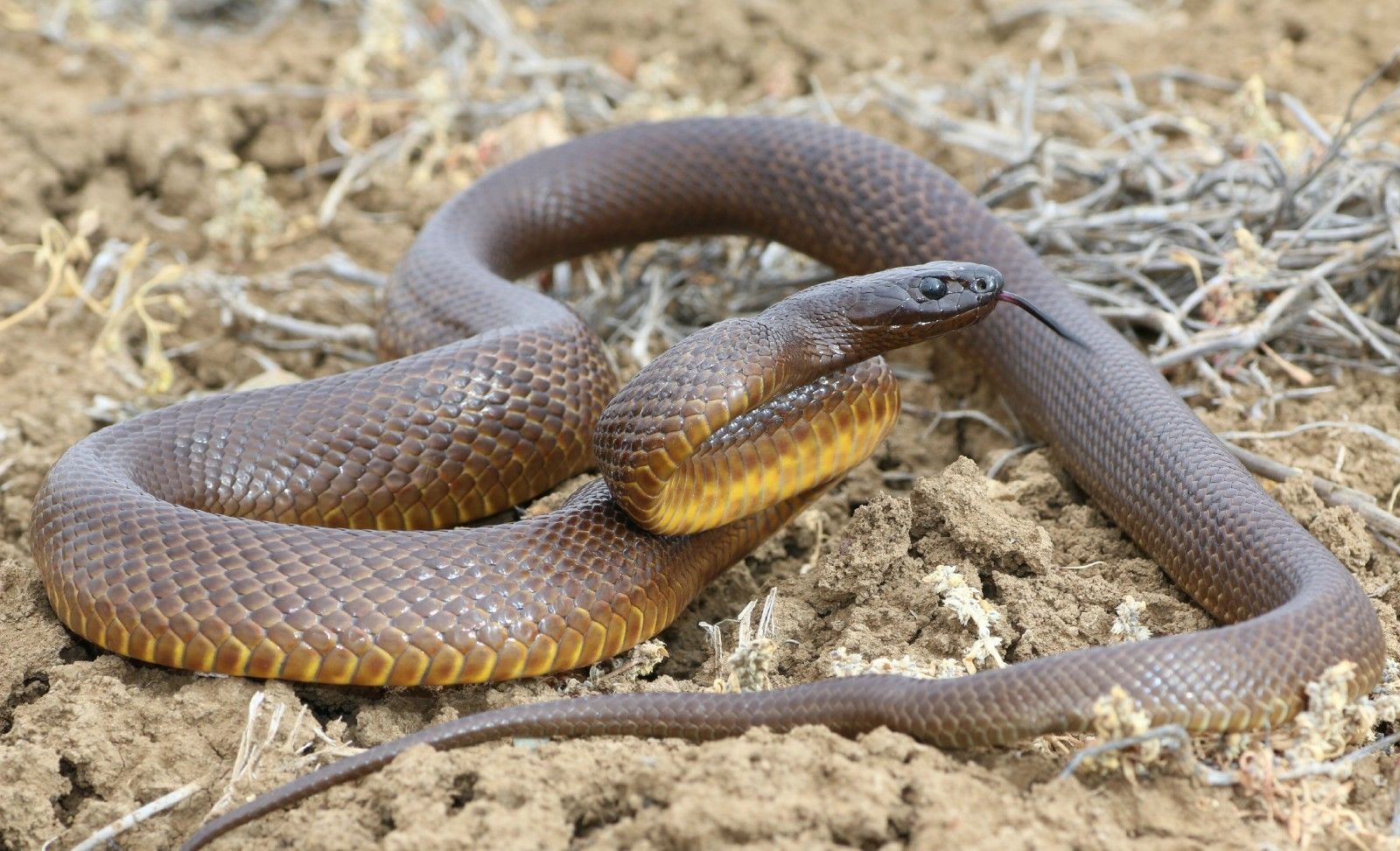 Indian Taipan Snake Hot Sex Picture