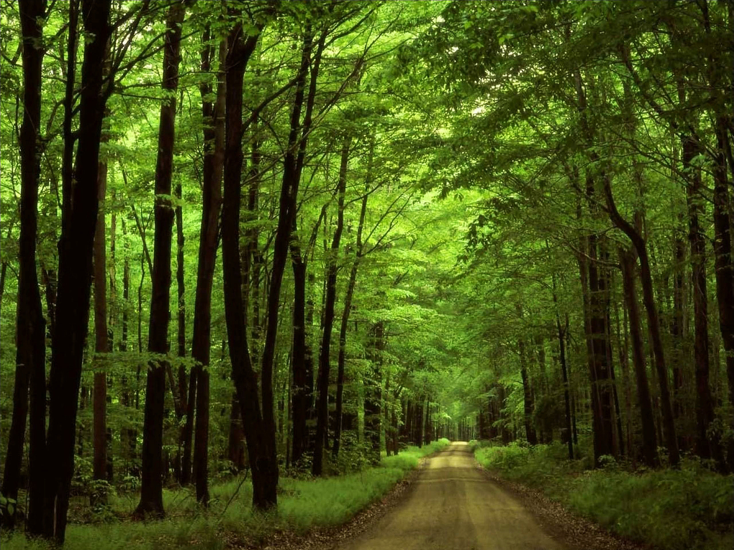 Wallpaper dense forest. See picture of the beautiful wildlife for android. Summer forest road