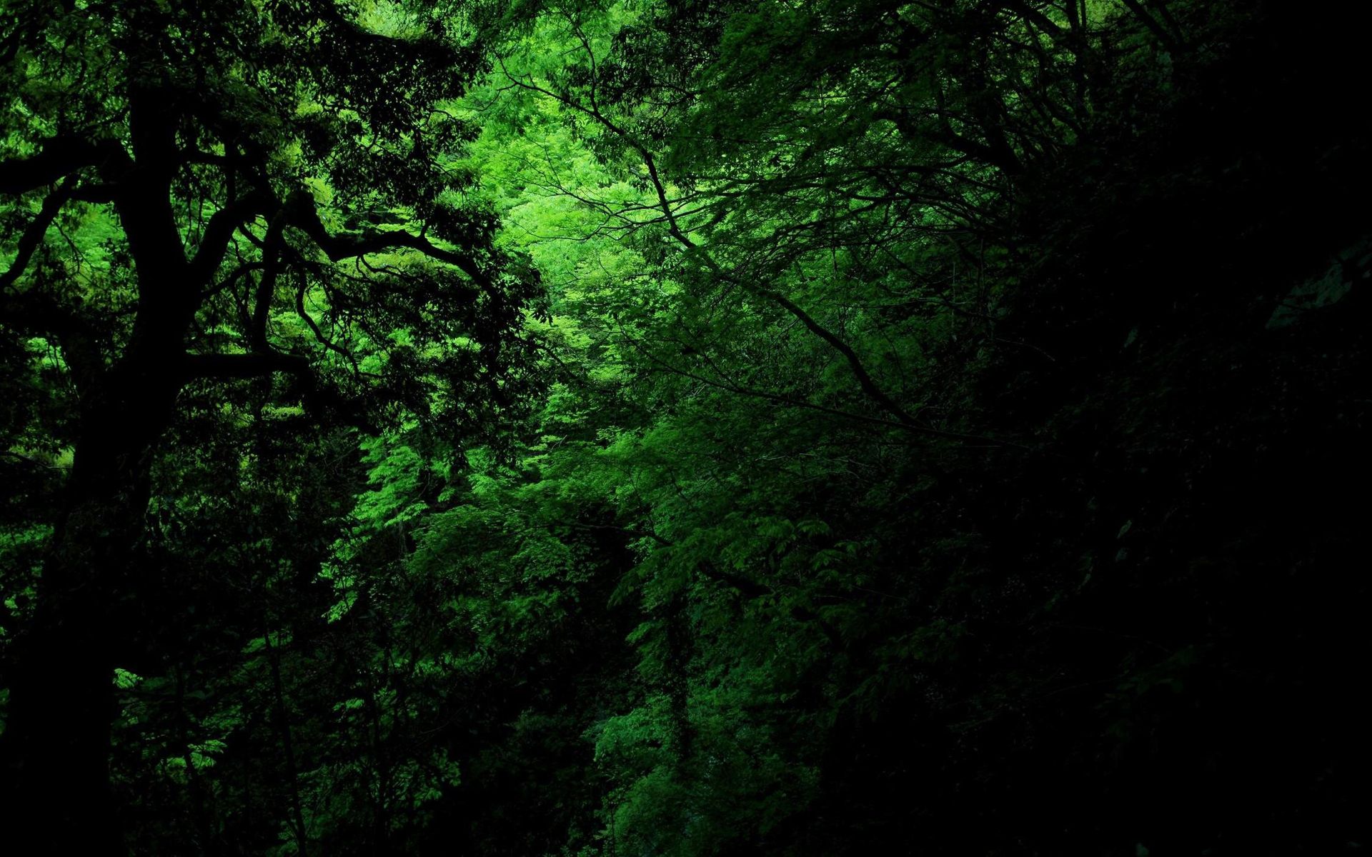 dense forest background clipart