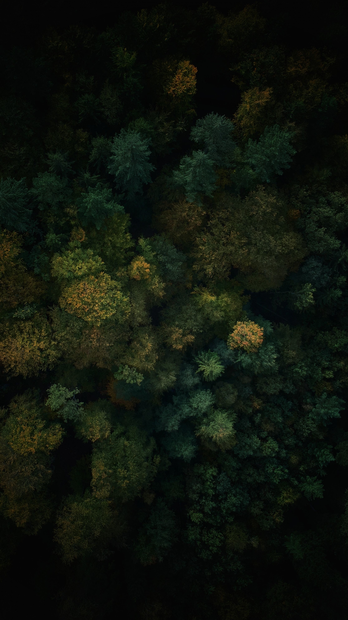 Download dense forest, green trees, nature, aerial view 1440x2560 wallpaper, qhd samsung galaxy s s edge, note, lg g 1440x2560 HD image, background, 23093