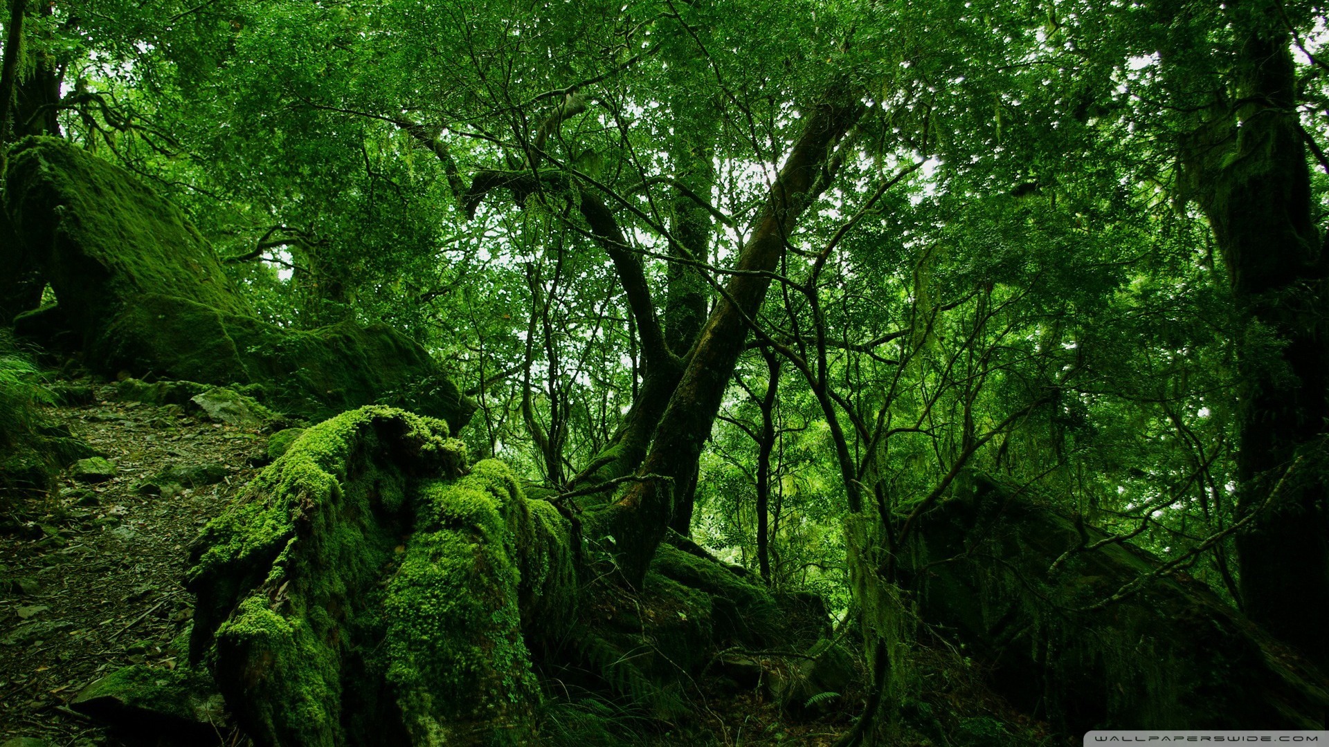 Magical Mystical Mossy Green Muse